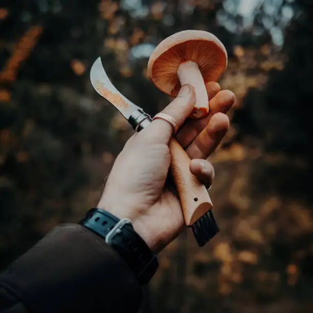 Mini Mushroom Growing Kit